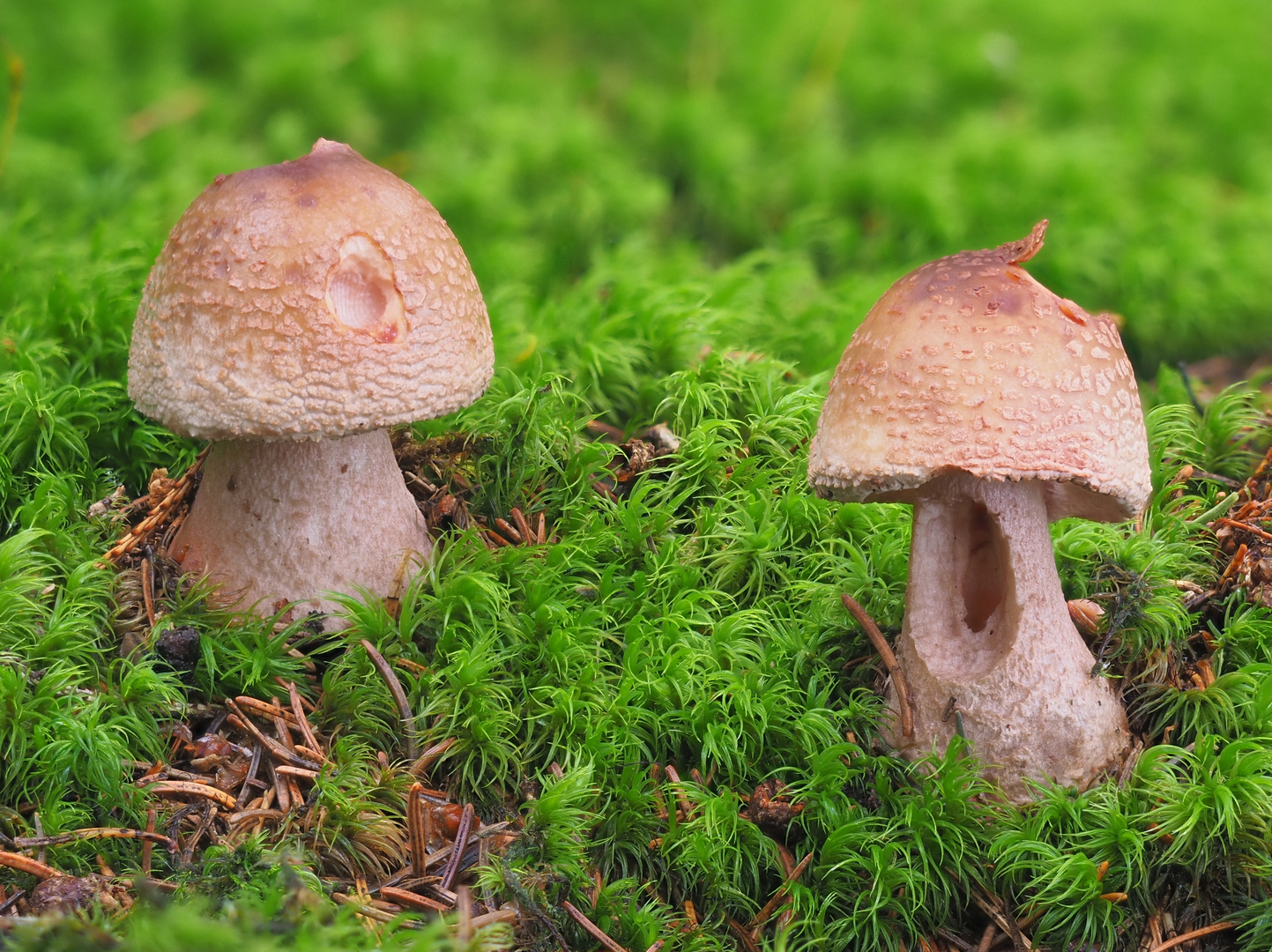 Perlpilz (Amanita rubescens)