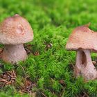 Perlpilz (Amanita rubescens)