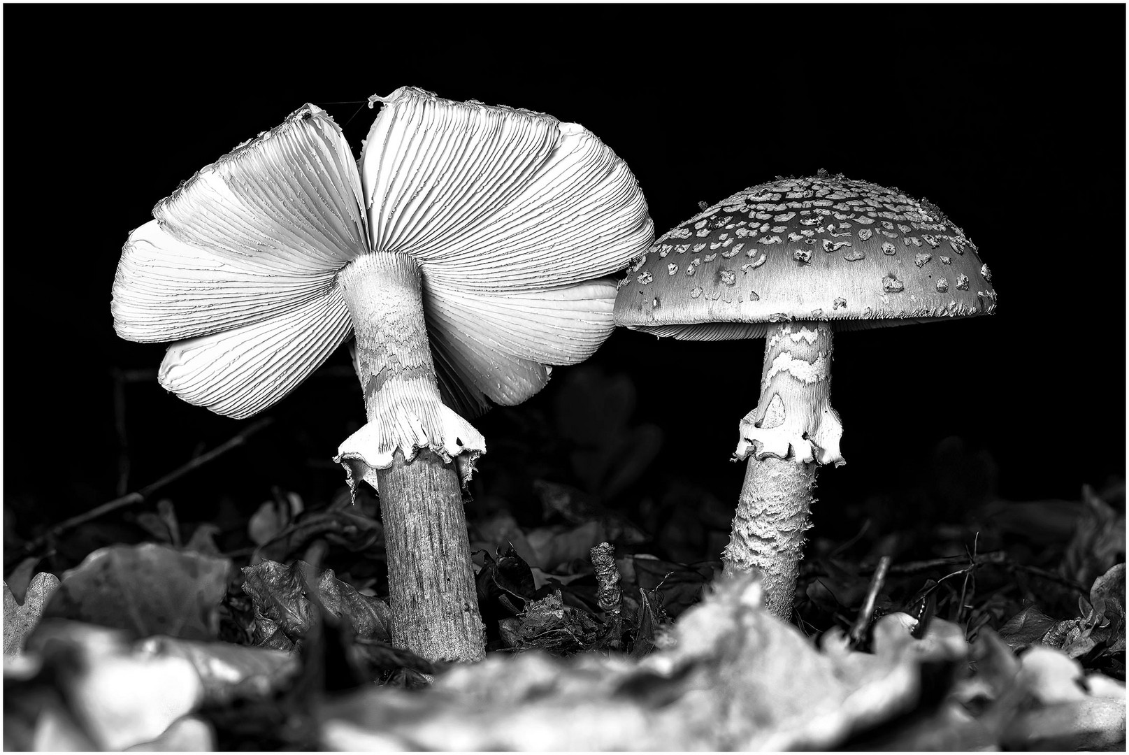 Perlpilz (Amanita rubescens)