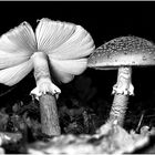 Perlpilz (Amanita rubescens)