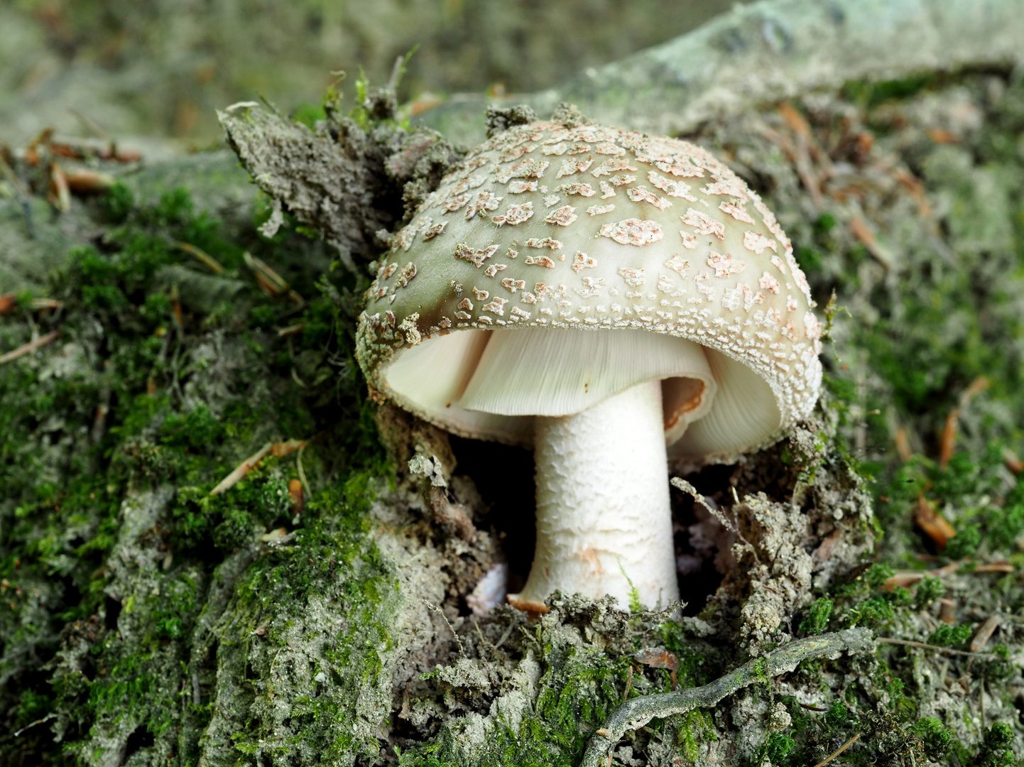 Perlpilz (Amanita rubescens)