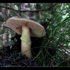 Perlpilz (Amanita rubescens)