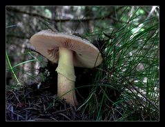 Perlpilz (Amanita rubescens)