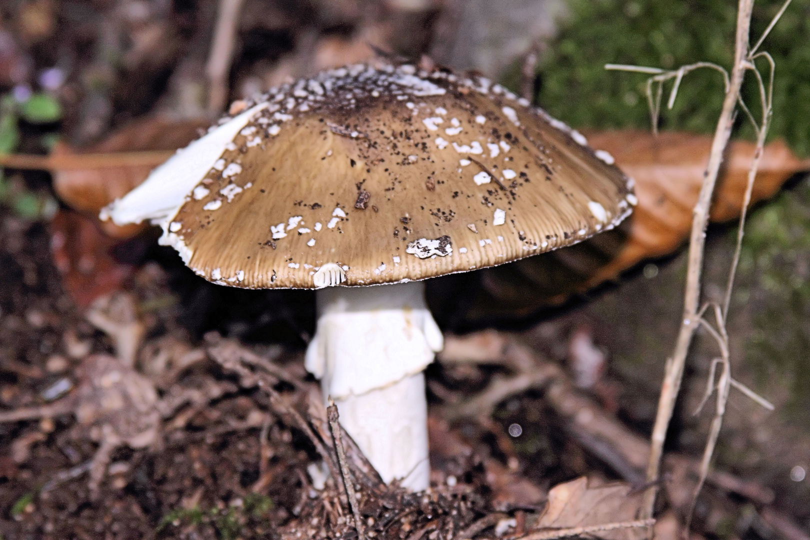 Perlpilz (Amanita rubescens)