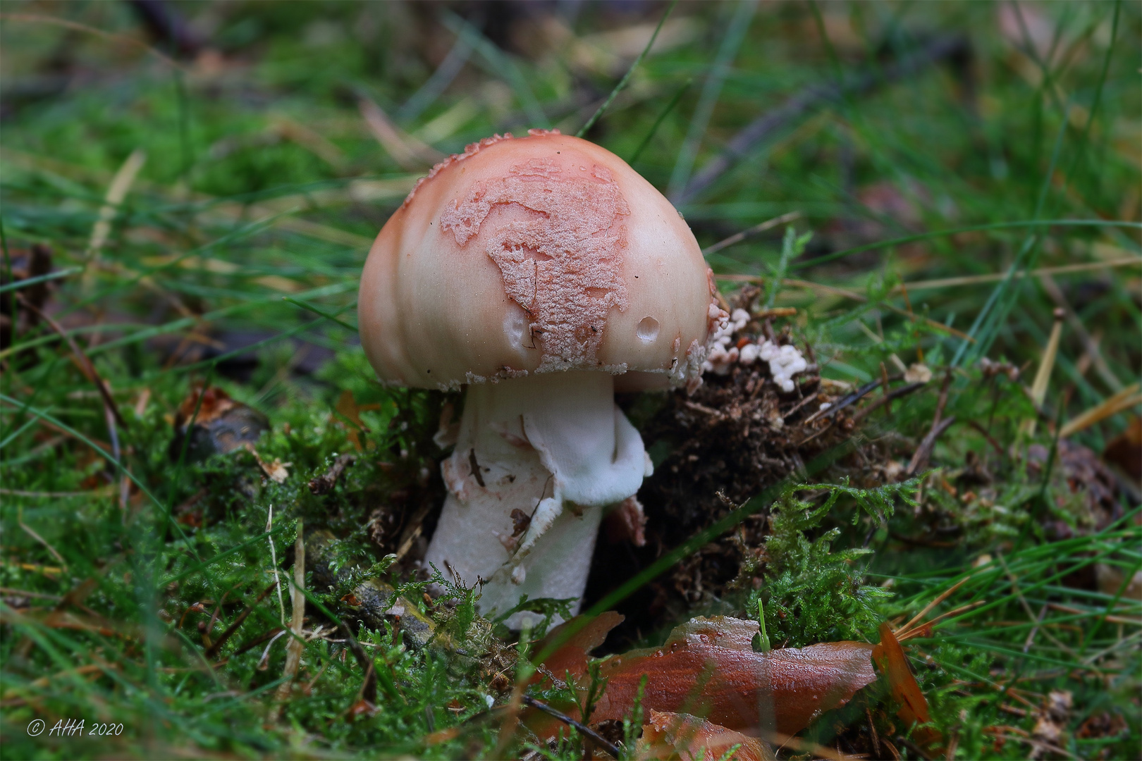 Perlpilz (Amanita rubescens) 