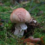 Perlpilz (Amanita rubescens) 