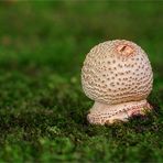 Perlpilz (Amanita rubescens)