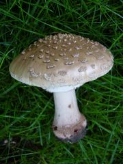 Perlpilz (Amanita rubescens) oder Panterpilz (Amanita pantherina) - Aufpassen ist angesagt! 