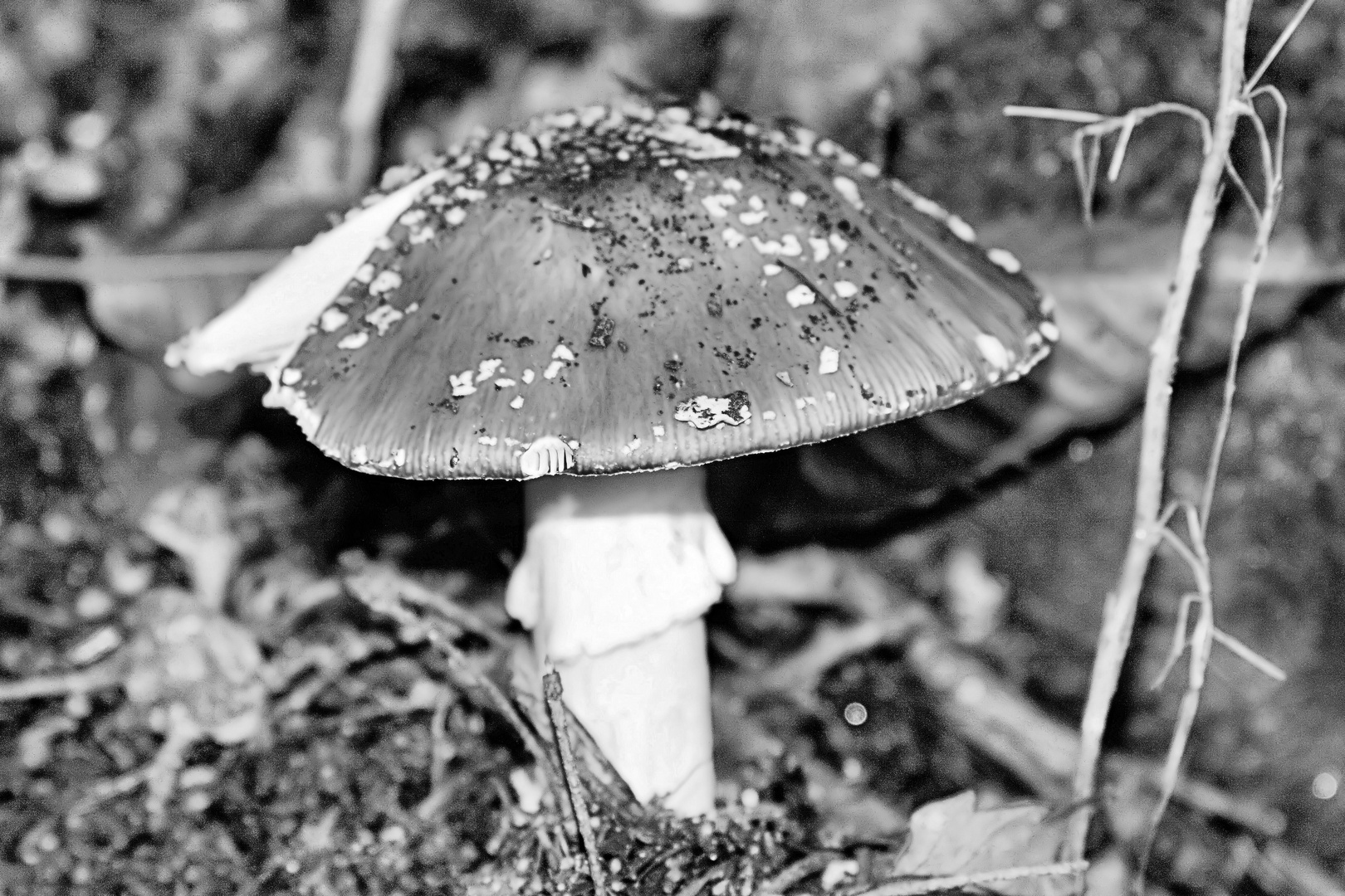 Perlpilz (Amanita rubescens) s/w