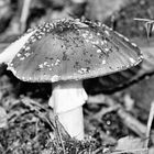 Perlpilz (Amanita rubescens) s/w