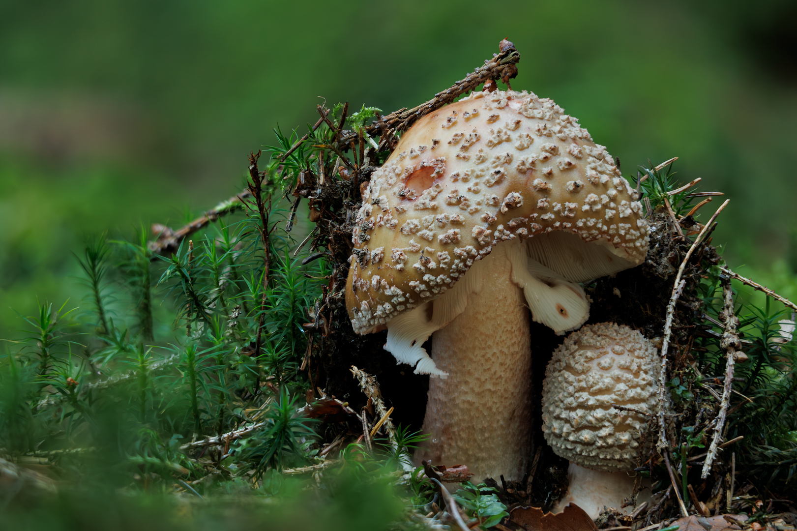 Perlpilz im Wald