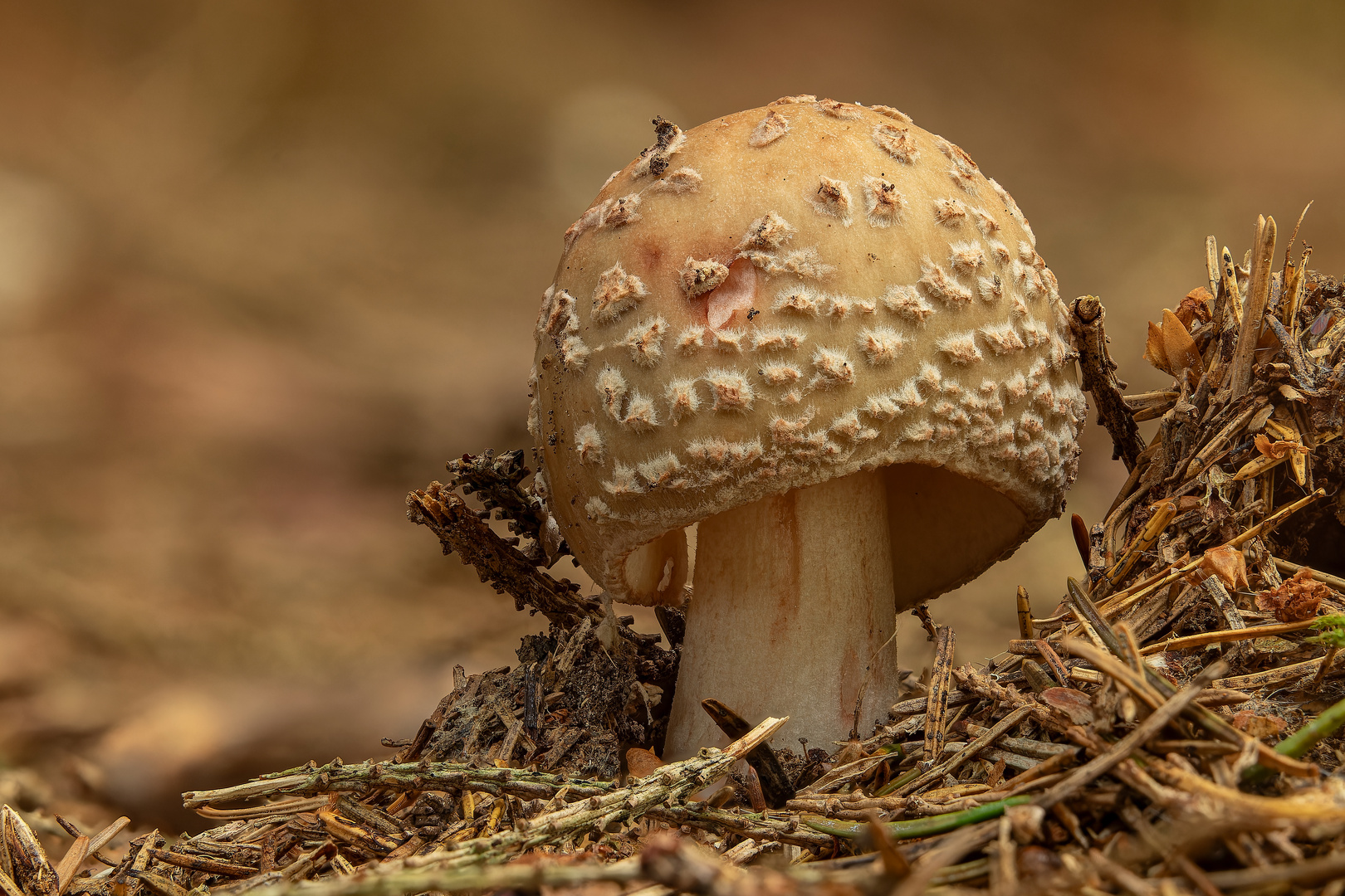 Perlpilz im Wald