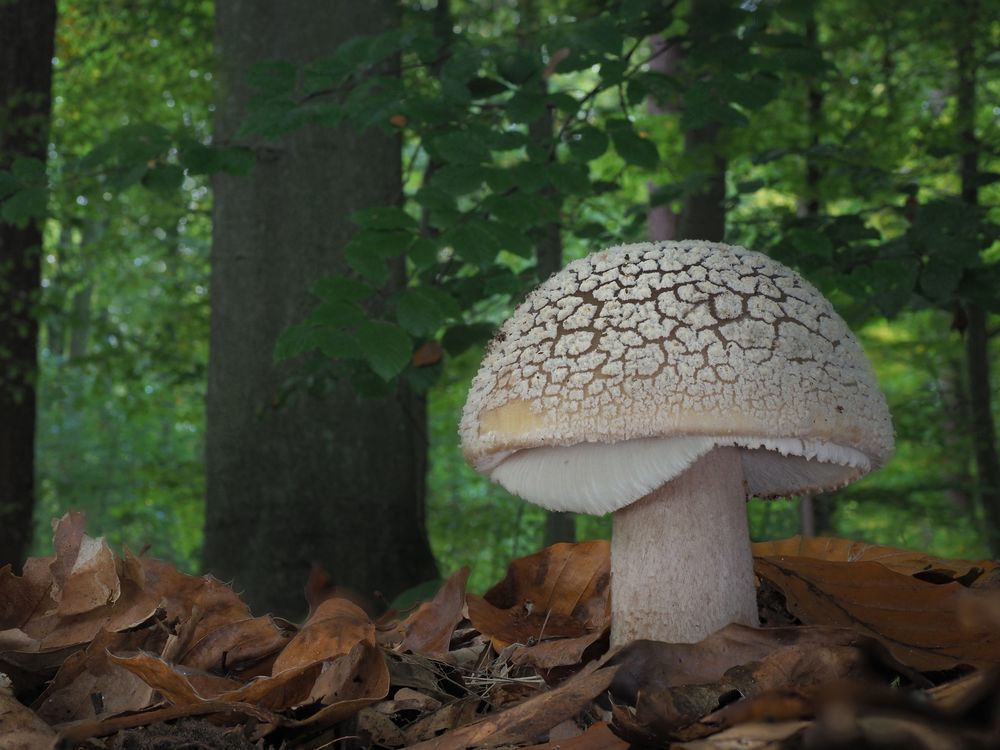Perlpilz oder Grauer Wulstling? Foto & Bild wald, makro, natur Bilder auf