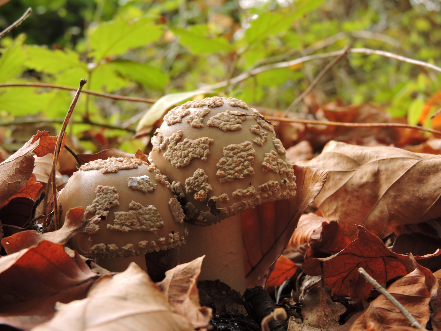 Perlpilze (Amanita rubescens)