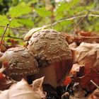 Perlpilze (Amanita rubescens)