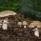 Perlpilze (Amanita rubescens)