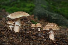 Perlpilze (Amanita rubescens)