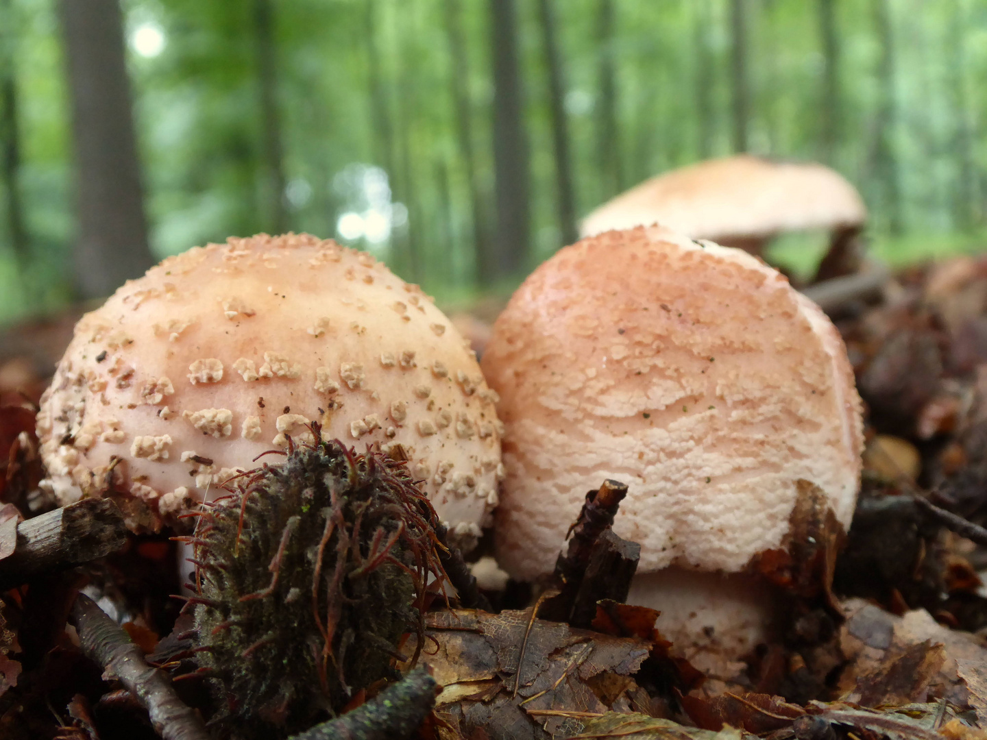 Perlpilze nach dem ´warmen Regen