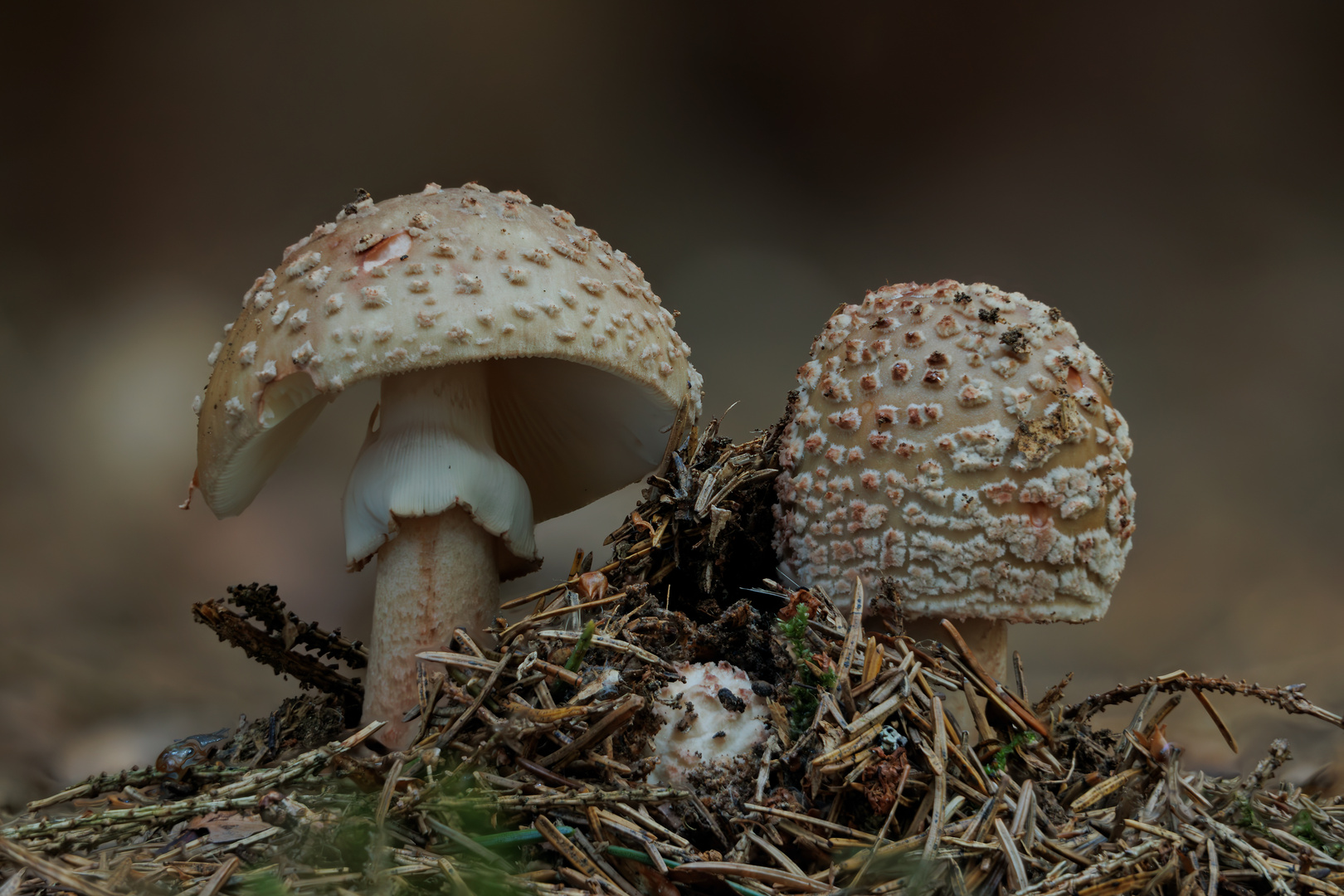 Perlpilzpärle im Wald