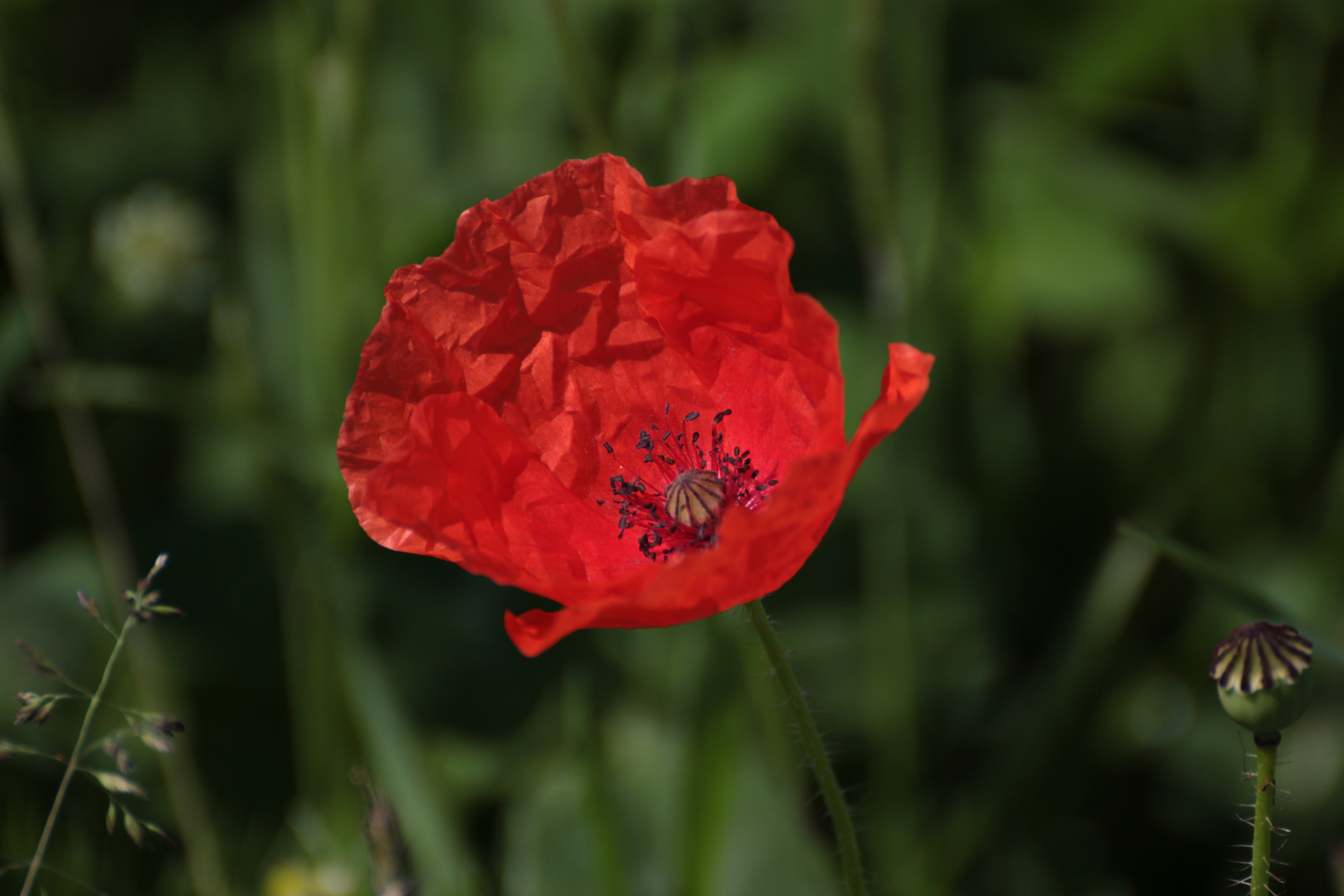 Permanent Mohn