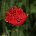 Permanent Mohn