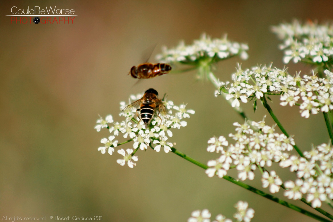 Permission to land