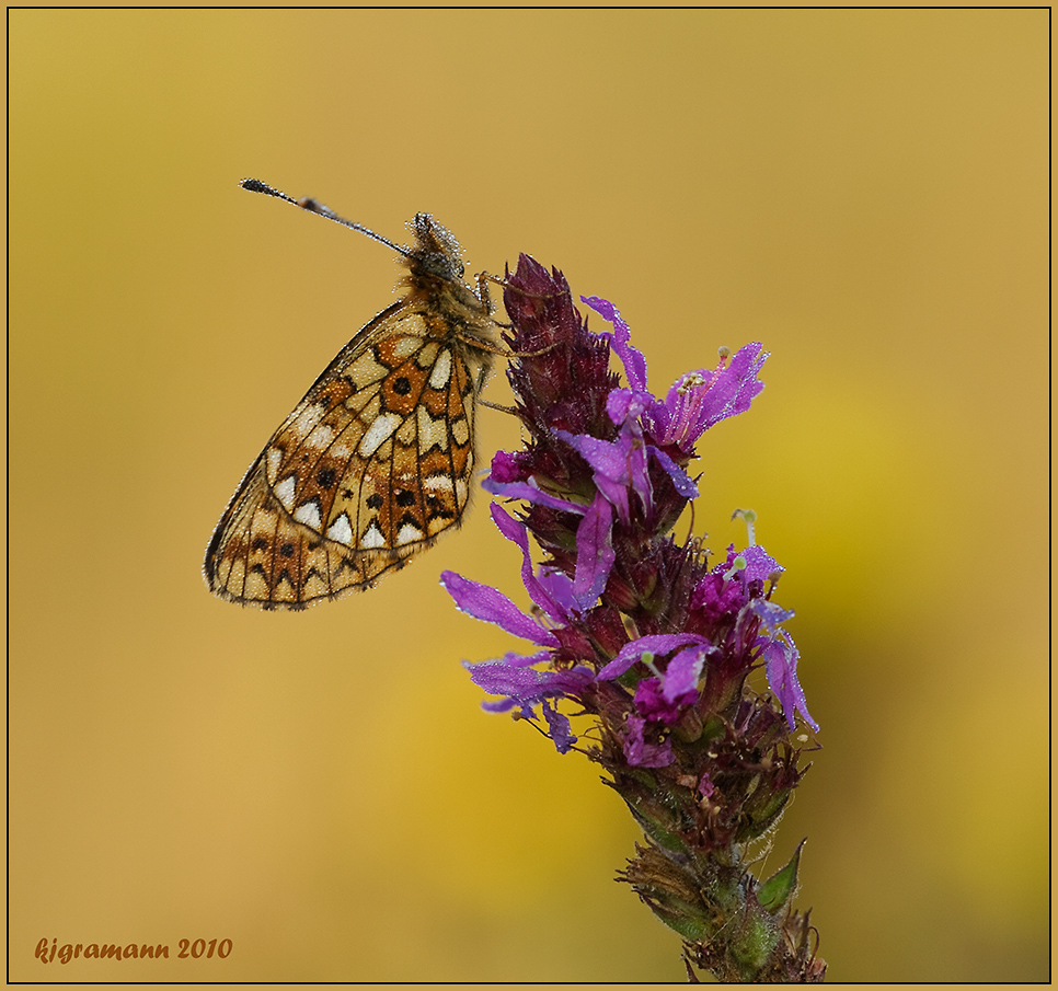 Permuttfalter, Boloria selene - Sumpfwiesen-Perlmuttfalter