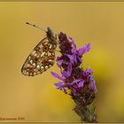 Permuttfalter, Boloria selene - Sumpfwiesen-Perlmuttfalter