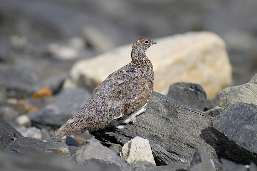 Pernice bianca (Lagopus mutus)