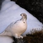 Pernice bianca (Lagopus mutus)