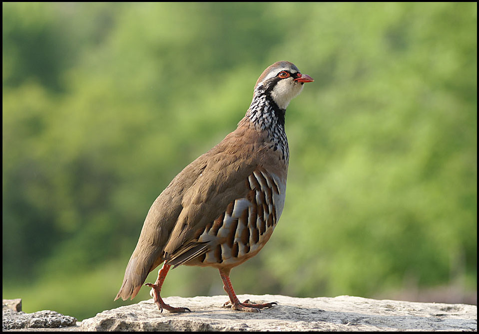 PERNICE ROSSA Foto Immagini animali, uccelli allo stato libero, animali allo stato libero PERNICE ROSSA Foto Immagini animali, uccelli allo stato libero, animali allo stato libero