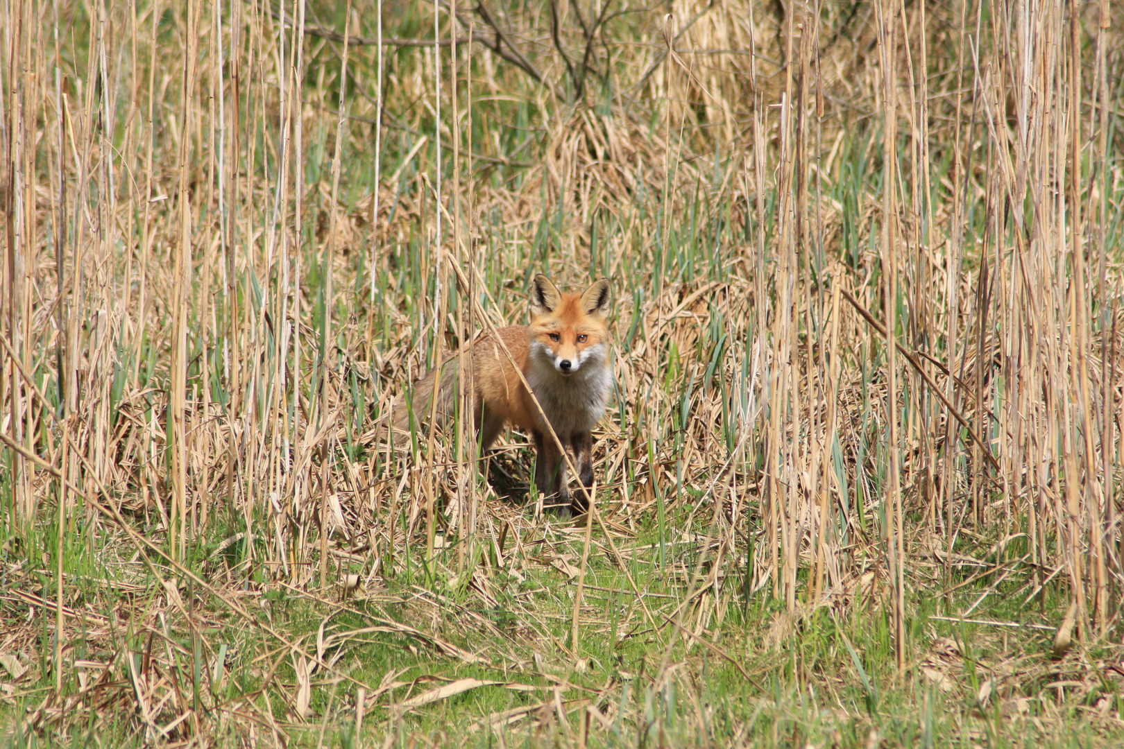 Perplex Foto & Bild tiere, wildlife, säugetiere Bilder auf