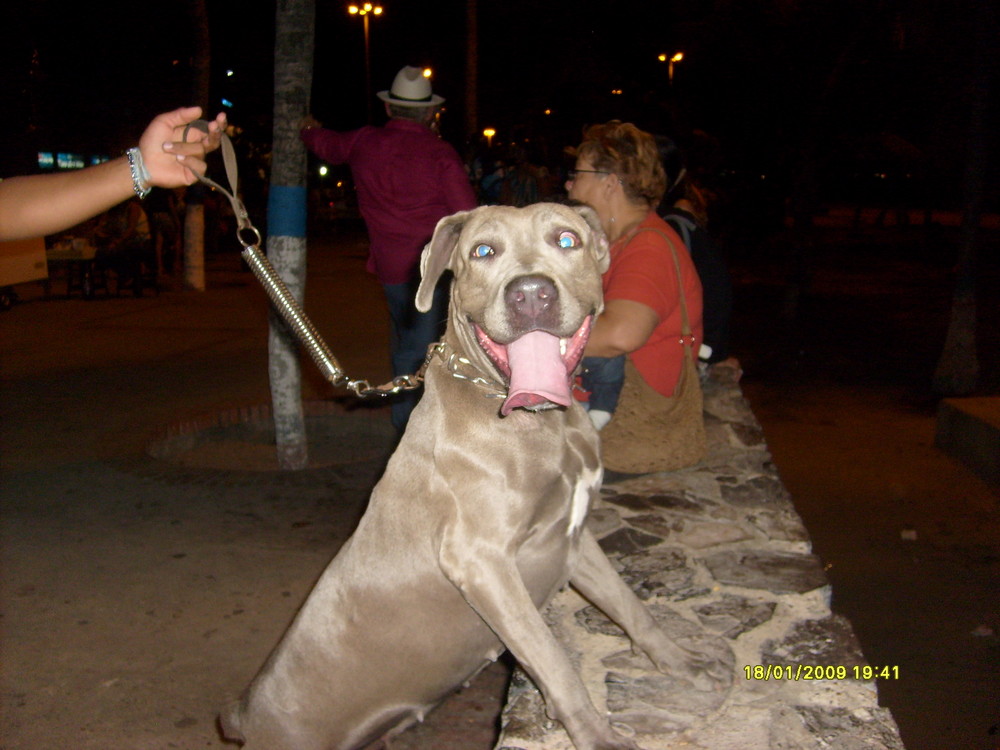 perra en el paseo