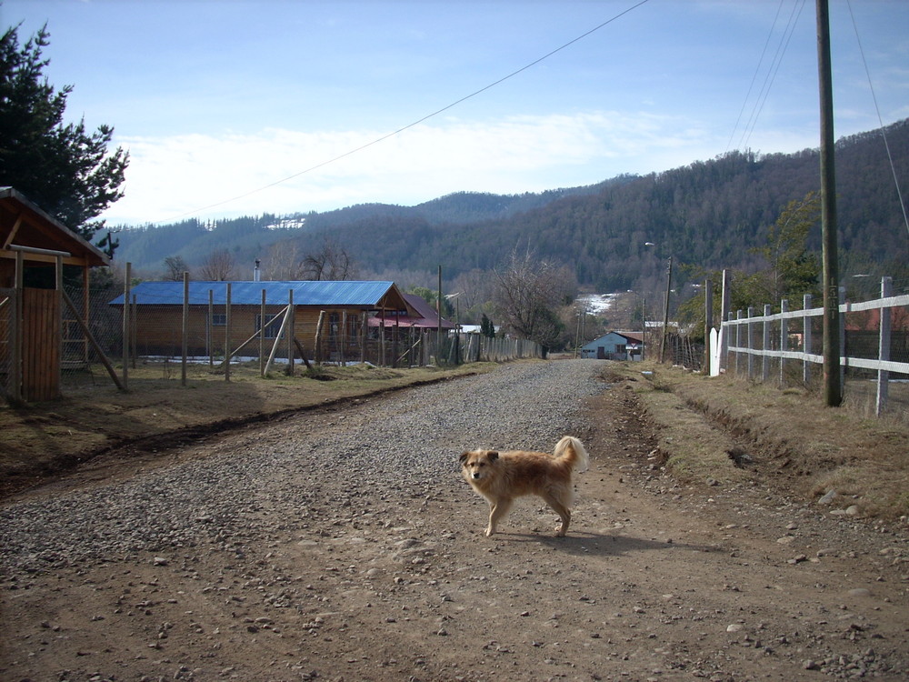 Perrito Callejero (Chile)