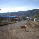 Perrito Callejero (Chile)