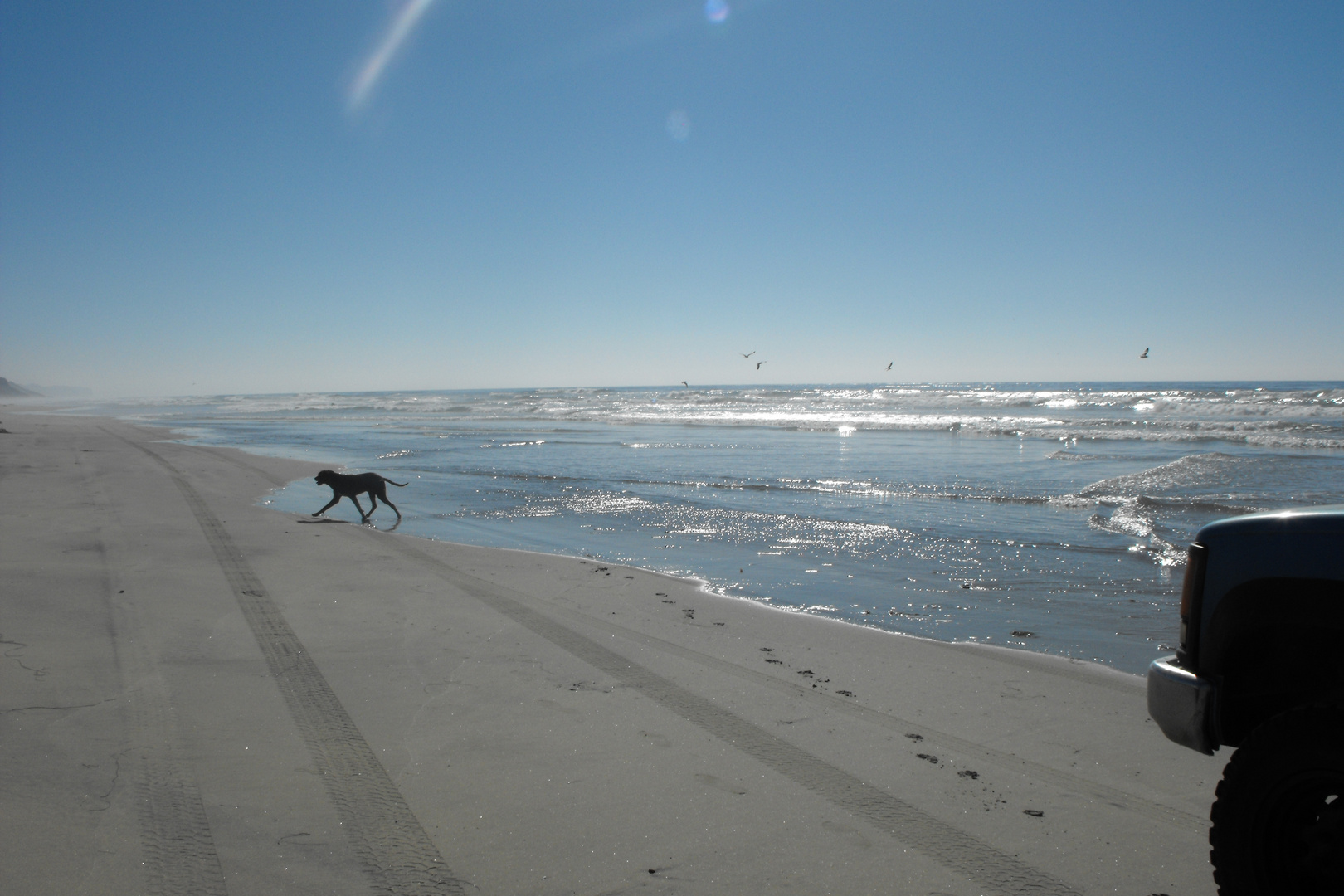 PERRITO CORRIENDO EN LA PLAYA