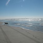 PERRITO CORRIENDO EN LA PLAYA