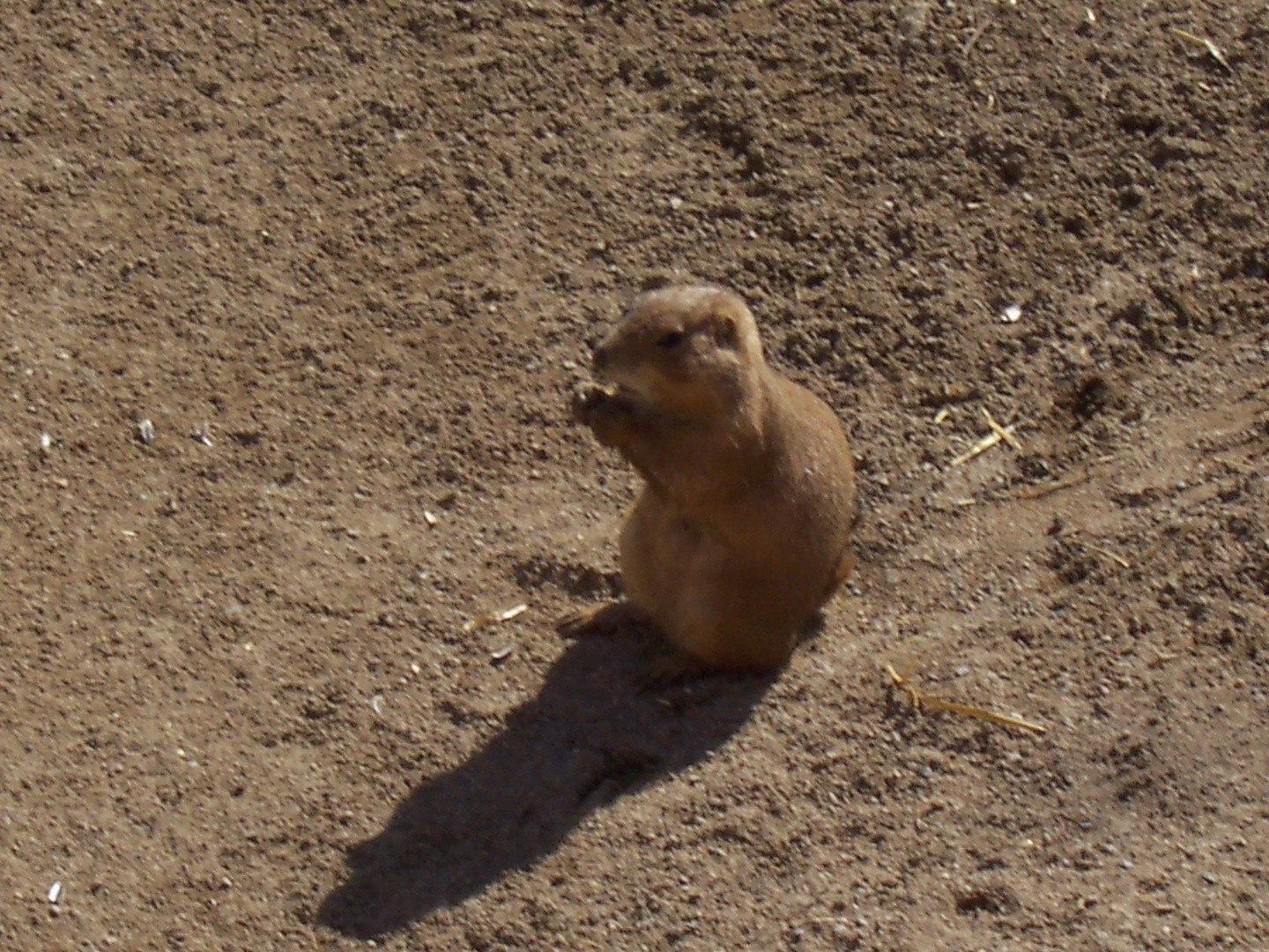 Perrito de la Pradera