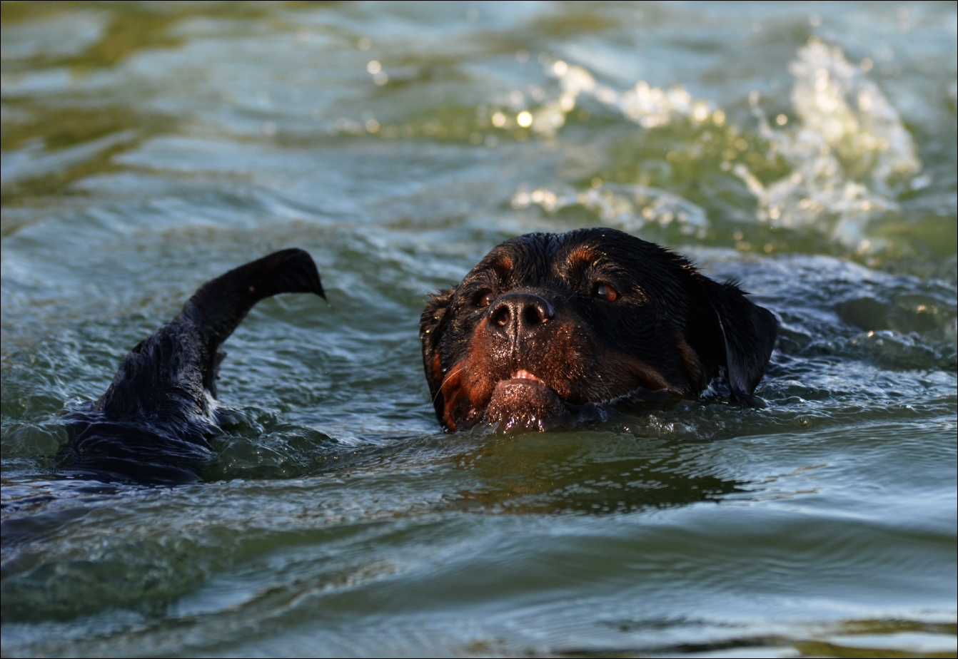 Perro al agua