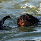 Perro al agua