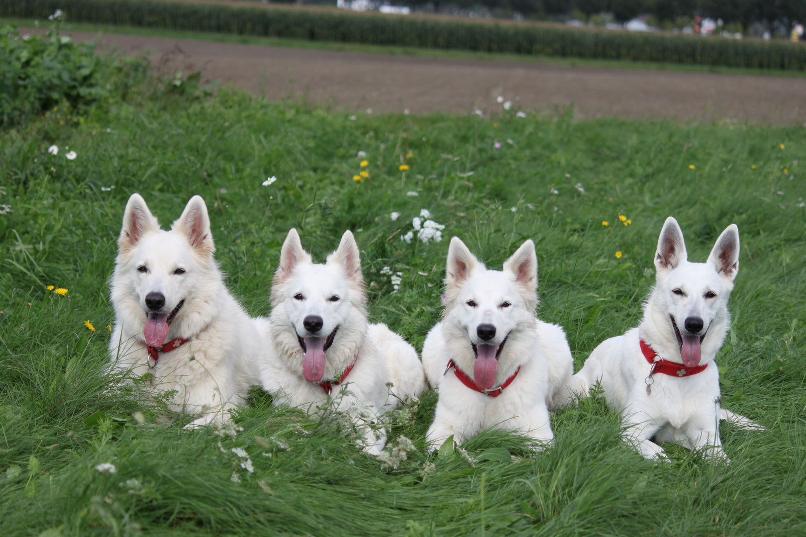 Perro Blanco`s Rudel: Elliot, Aalyah, Candy und Lissy