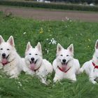 Perro Blanco`s Rudel: Elliot, Aalyah, Candy und Lissy