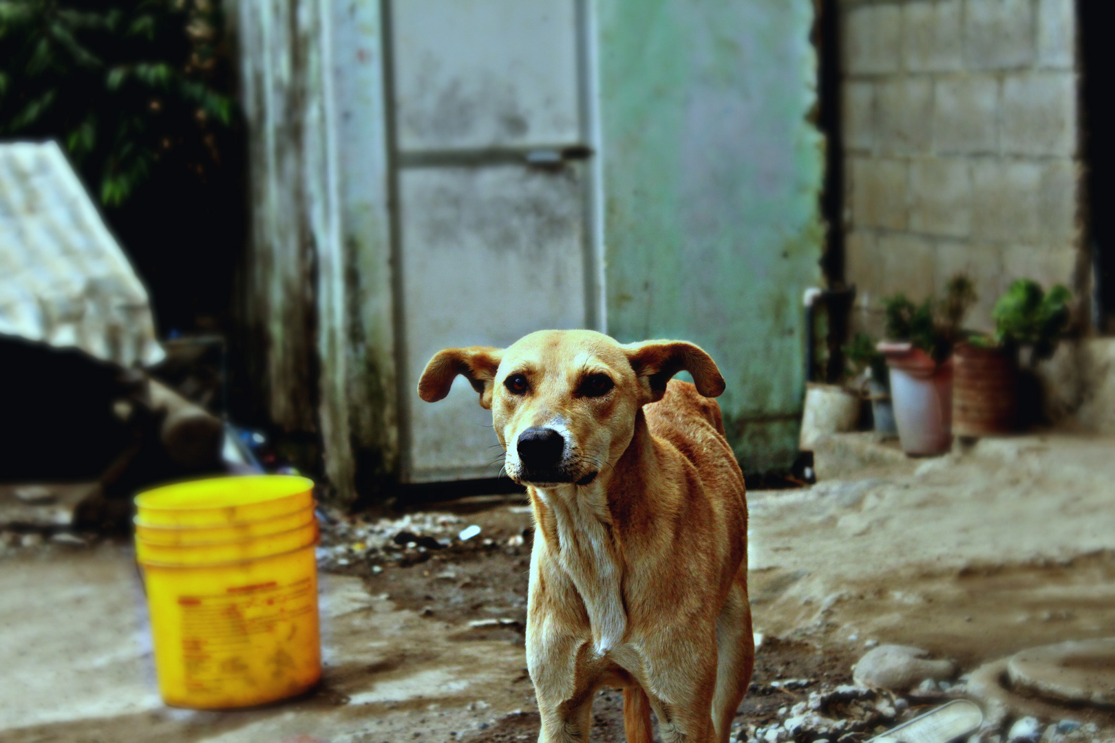 Perro callejero.