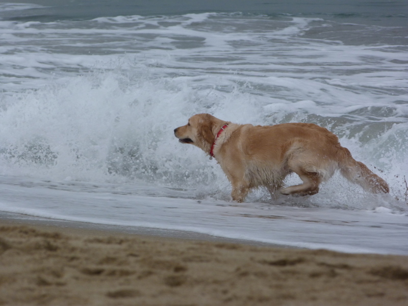 perro de agua