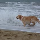 perro de agua