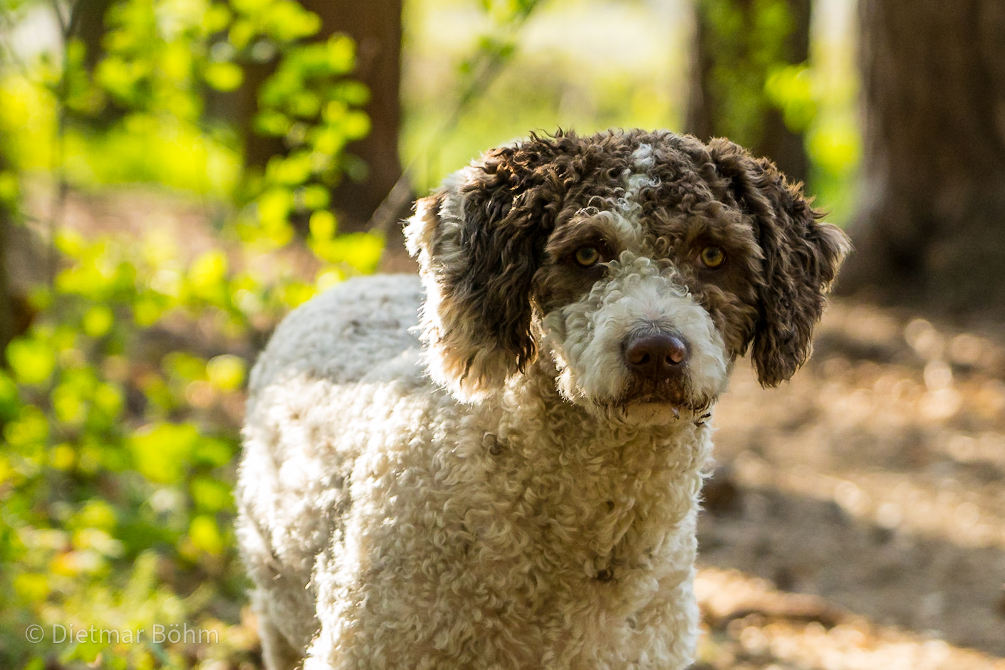 Perro de Agua Espanol 