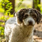 Perro de Agua Espanol 