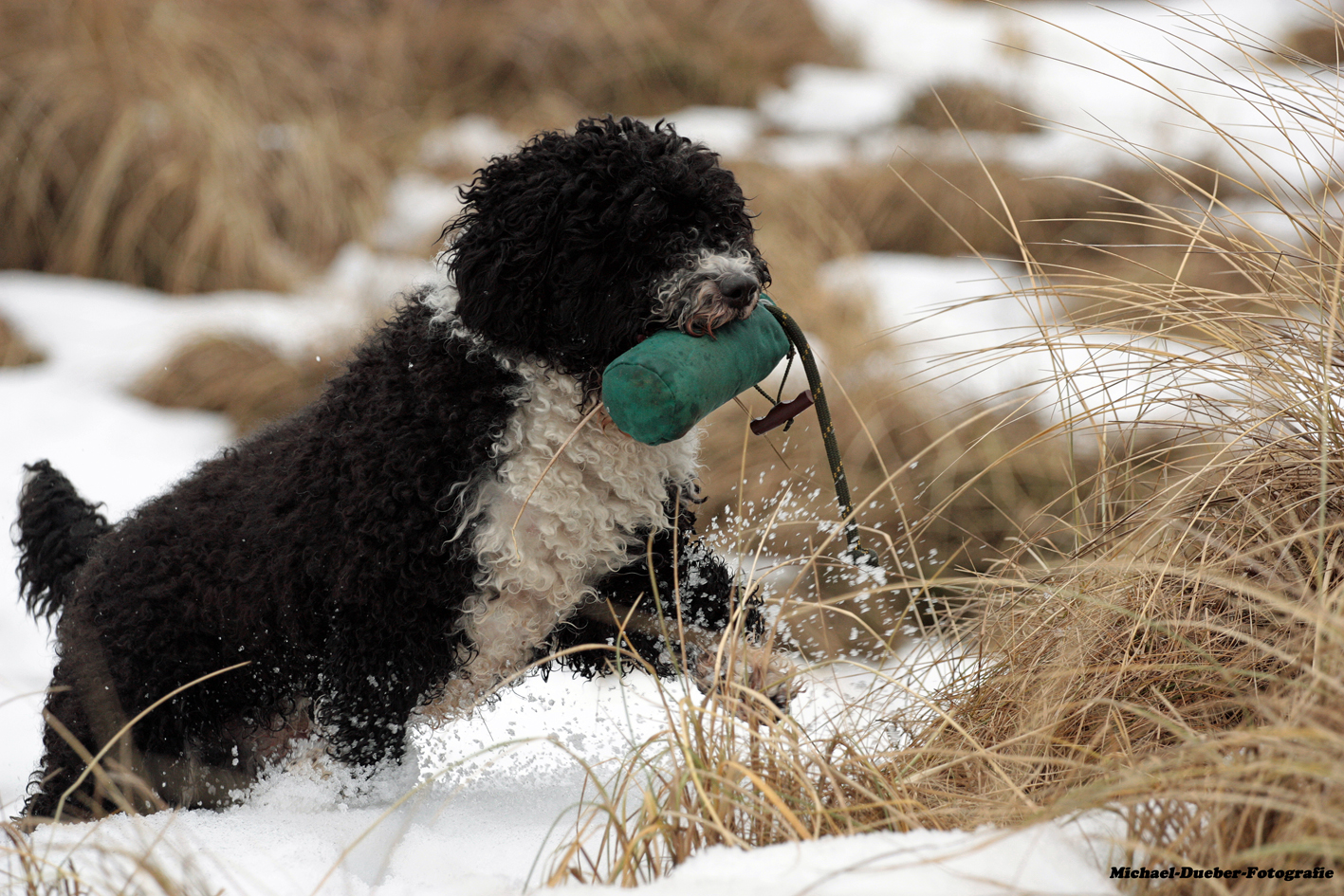 Perro de Agua Español