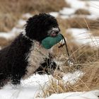 Perro de Agua Español