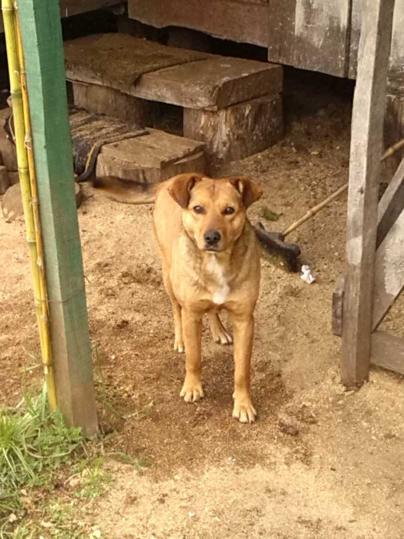 Perro de Pehuenco